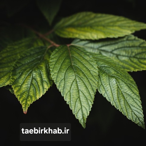 تعبیر خواب برگ درختان: فصل‌ها، دگرگونی‌ها، و پیام‌های پنهان طبیعت