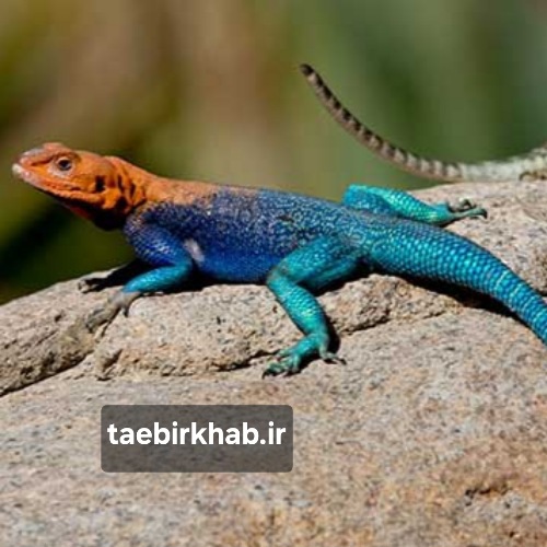 تعبیر خواب مارمولک؛ پیام‌آور تحول، شفا یا هشداری از درون (اختصاصی تعبیر خواب فا)