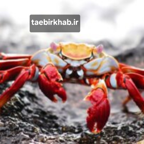 تعبیر خواب خرچنگ: نماد محافظت، احساسات عمیق و چالش‌های پنهان در «تعبیر خواب فا»