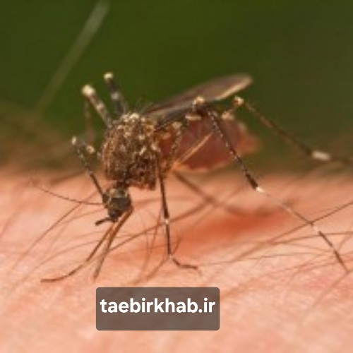 تعبیر خواب پشه؛ نیش‌های ناخواسته، مزاحمت‌های کوچک و هشدارهای درونی در «تعبیر خواب فا»